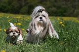 SHIH TZU 275